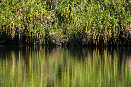 Tropical wetland with pandanus (Pandanus spiralis) reflected in water, Darwin, Australia