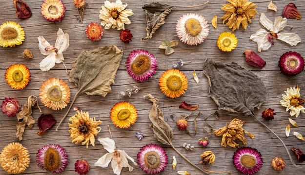Paper Daisy and dried flower flat lay