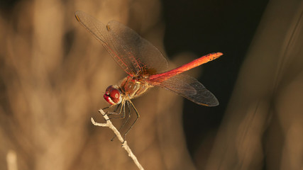 Red-veined darter Dragonfly