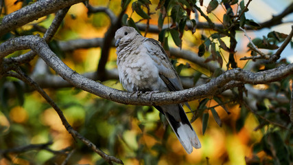 Eurasian Collared Dove