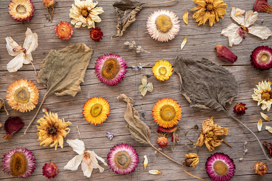 Paper Daisy and dried flower flat al