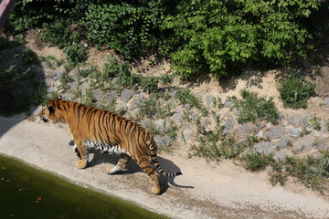 Fototapeta na wymiar A tiger walks along a canal of water at a zoo