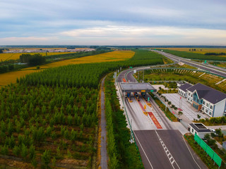 Mature rice in the field