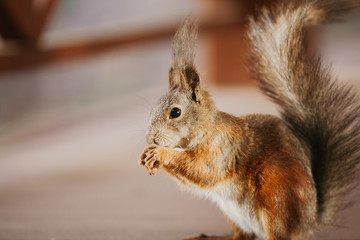Gorgeous red squirrel gnaws nut close-up