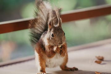 Squirrel with fluffy ears sitting on floor of  veranda