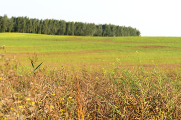Summer meadow lit by the evening sun. Natural background