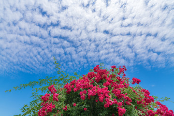 Roses blooming under the blue sky and white clouds