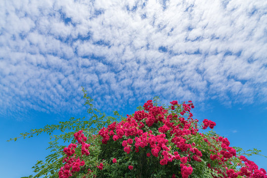Roses blooming under the blue sky and white clouds © Weiming