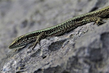 açores