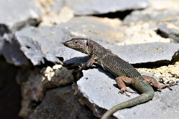 açores