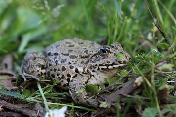 Seefrosch