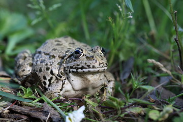 Seefrosch