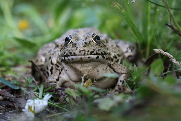Seefrosch