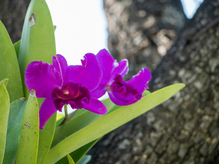 The purple orchid with green leaf