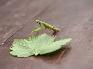 Macro photography of the insect   Close - up of the insect mantis photo