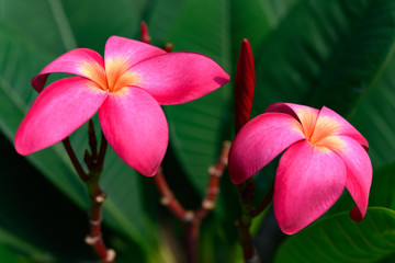 beautiful Plumeria rubra Linn plant