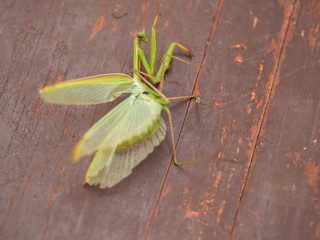Macro photography of the insect    Close - up of the insect mantis photo