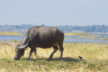 Peaceful moment of animal in countryside agriculture season.