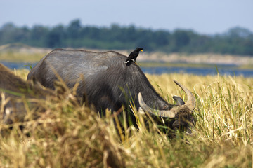 Peaceful moment of animal in countryside agriculture season.