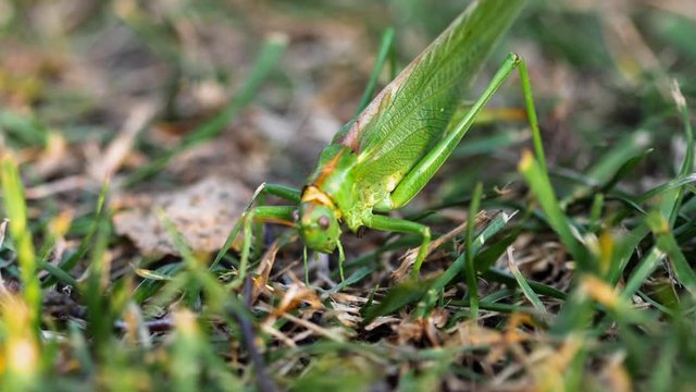Big green locust female lays eggs