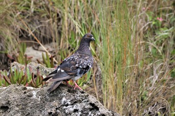 pigeon