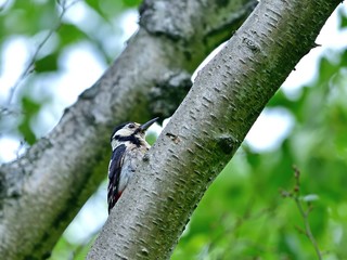 力を合わせて子育てするアカゲラのカップル