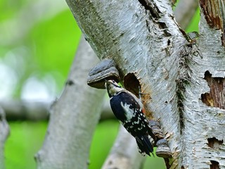 力を合わせて子育てするアカゲラのカップル