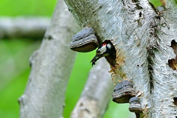 力を合わせて子育てするアカゲラのカップル