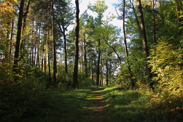 Beautiful green forest road in sunlight between the tree trunks
