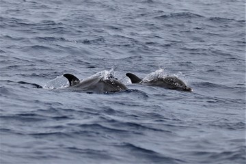 Fototapeta premium Açores