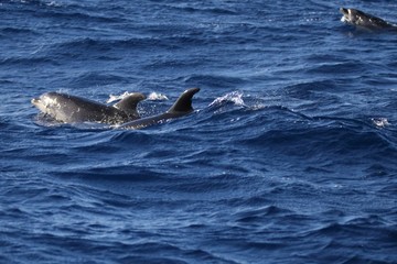 Naklejka premium Açores