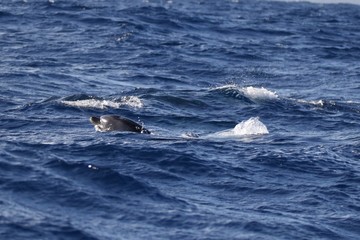 Obraz premium Açores