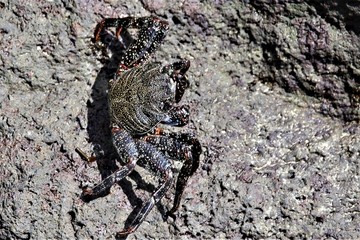 crabe