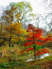 Forest lake on the background of the autumn forest