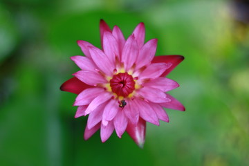 Obraz premium pink flower