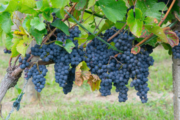 Weinreben im Kaiserstuhl