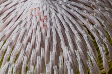Naklejka na ściany i meble Macro detail of a King Protea flower with many pistils in bloom