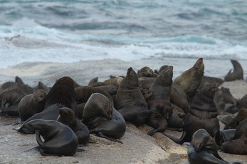 PHOQUES AFRIQUE DU SUD