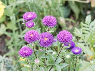 Callistephus chinensis | Blauviolette Sommerastern oder Königin-Margerite 