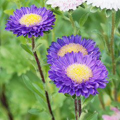 Callistephus chinensis | Blaue Sommerastern oder Königin-Margerite 