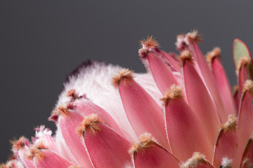 King protea exotic flower bouquet south african flower on a grey background