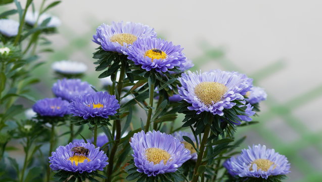 Callistephus chinensis | Sommeraster oder Gartenaster mit Bl&uuml;te als Futterquelle sind f&uuml;r Bienen und andere Insekten interessant