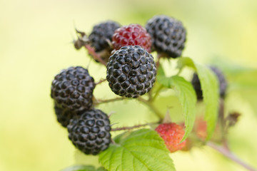ripe and unripe blackberries on the bush with selective focus.