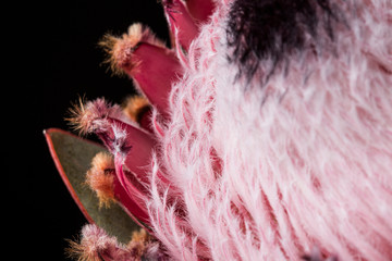 Pink pistils on a king protea flower in bloom