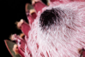 Pink king protea flower macro still on a black background