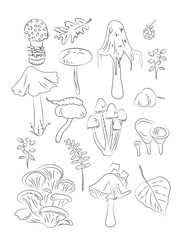Set of mushrooms - agaric, toadstools, leaves, caterpillar, autumn.