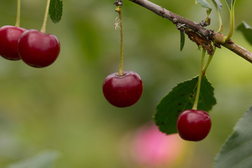 in the garden ripe cherryripe red cherry on a tree