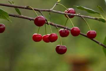 in the garden ripe cherryripe red cherry on a tree