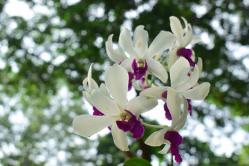  orchid Began to bloom in a beautiful natural garden