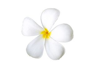 Frangipani flower or plumeria isolated on white background, white flowers